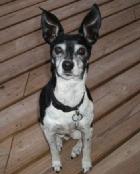 Max the Terrier
